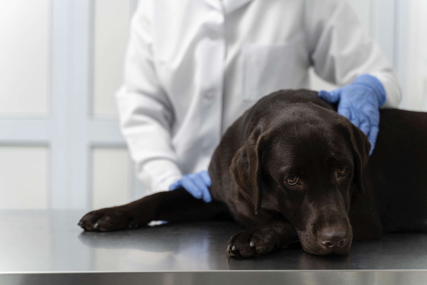 Protecting Your Pet from Preventable Diseases: The Importance of Vaccinations
