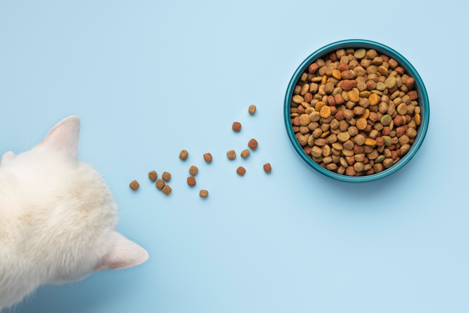 Pet Nutrition for a Healthy Weight: Expert Tips and Advice from Skillman Animal Clinic
