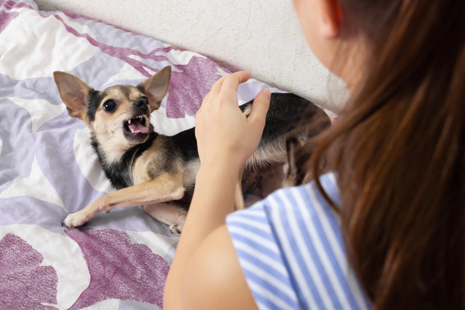 Solving Common Pet Behavioral Issues: A Comprehensive Guide