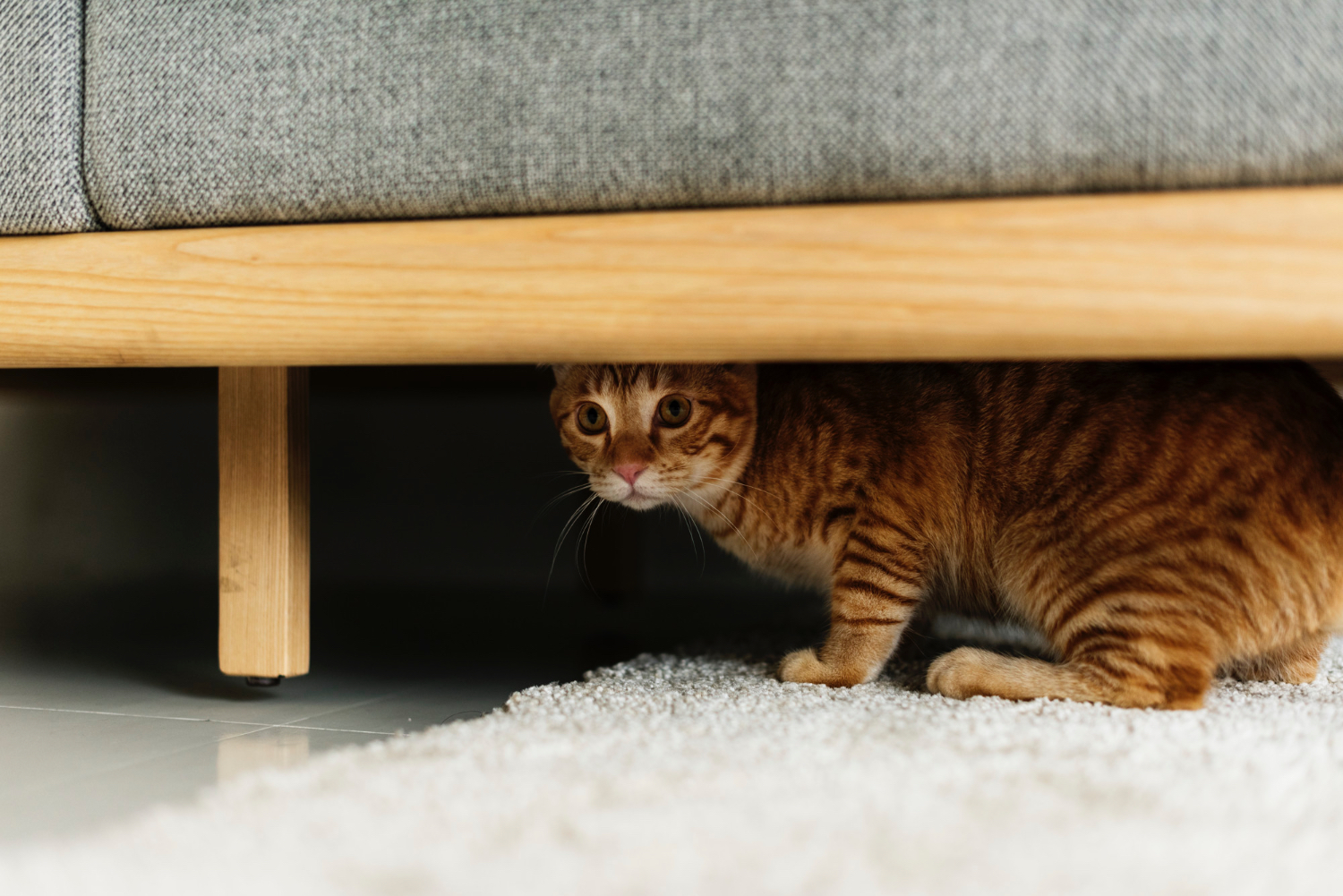 Pet Behavior: How to Stop Your Cat from Scratching Furniture
