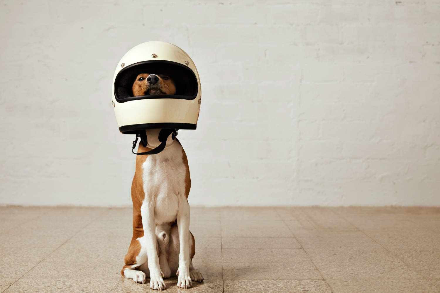 Pet Safety: How to Keep Your Pet Safe During Road Trips and Vacations