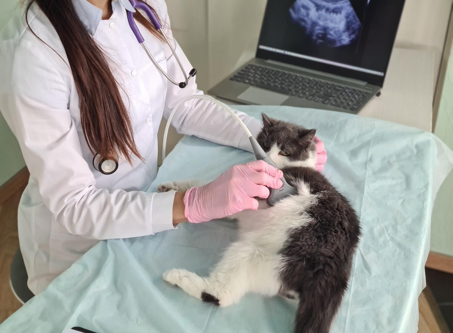 High-Quality Veterinary Ultrasounds at Skillman Animal Clinic
