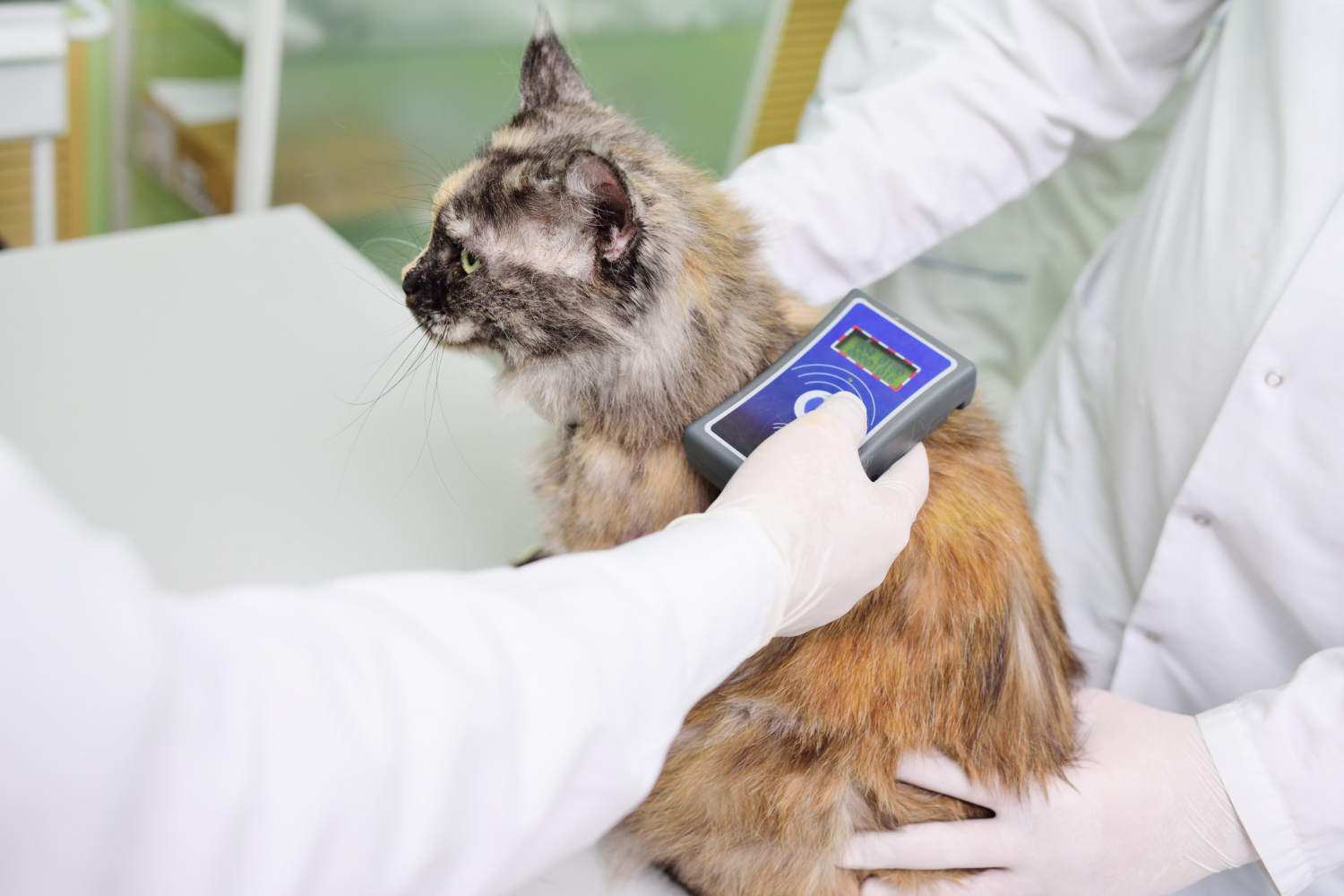 Microchipping Your Pet I Skillman Animal Clinic at Skillman Animal Clinic