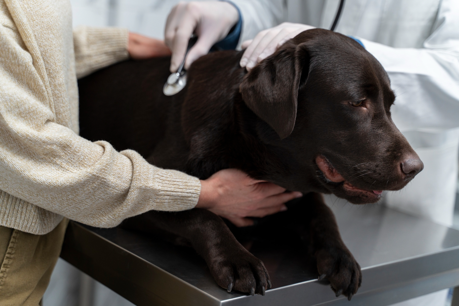 Pet Electrocardiograms I Skillman Animal Clinic at Skillman Animal Clinic