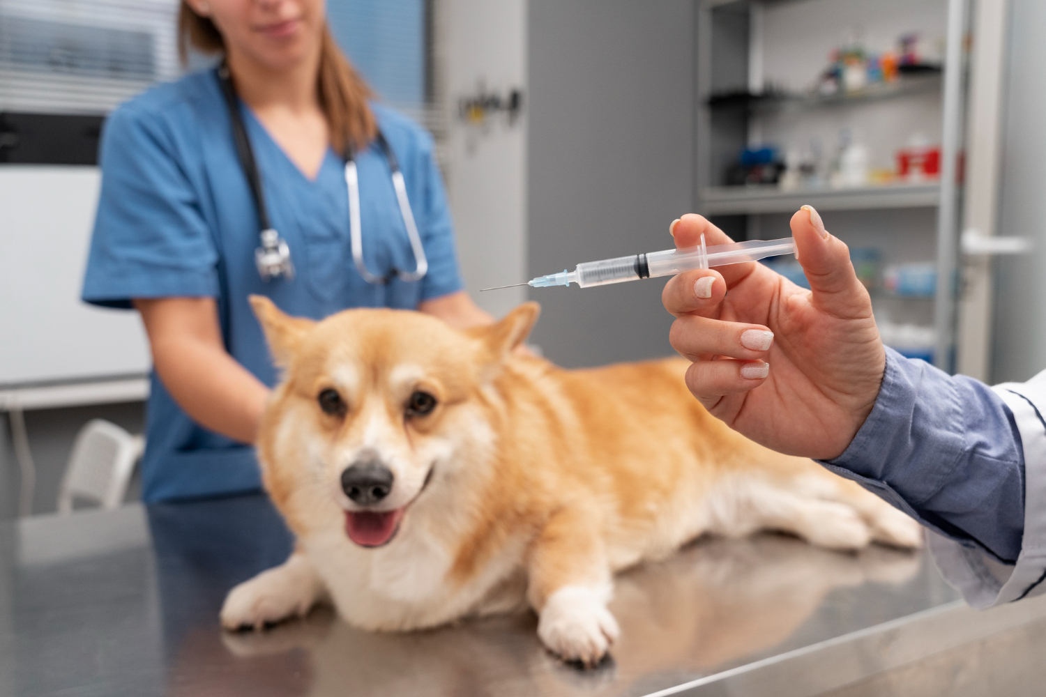 Puppy & Adult Pet Vaccinations In Sunnyside I Skillman Animal Clinic at Skillman Animal Clinic