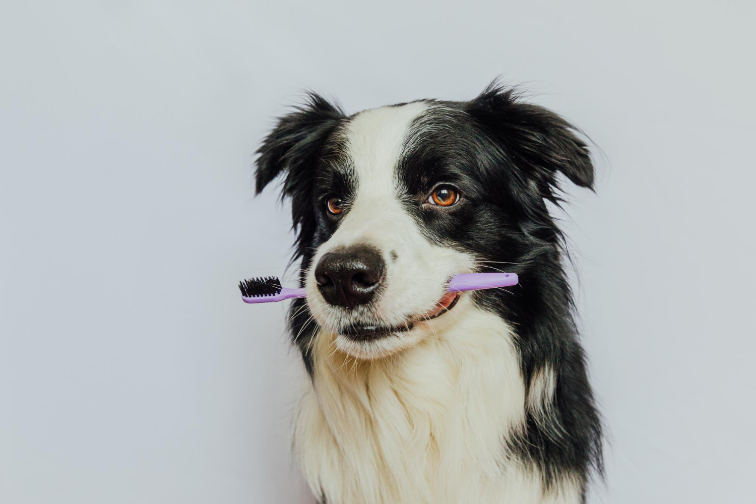 Dog & Cat Dental Cleanings In Sunnyside, NY at Skillman Animal Clinic