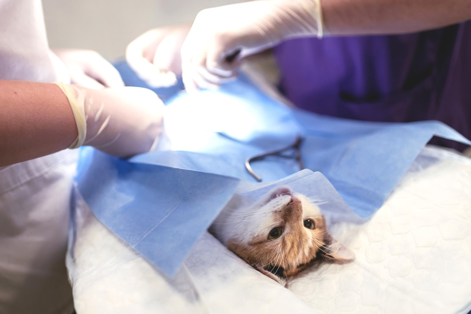 High-Quality Spay & Neuter in Sunnyside, NY at Skillman Animal Clinic
