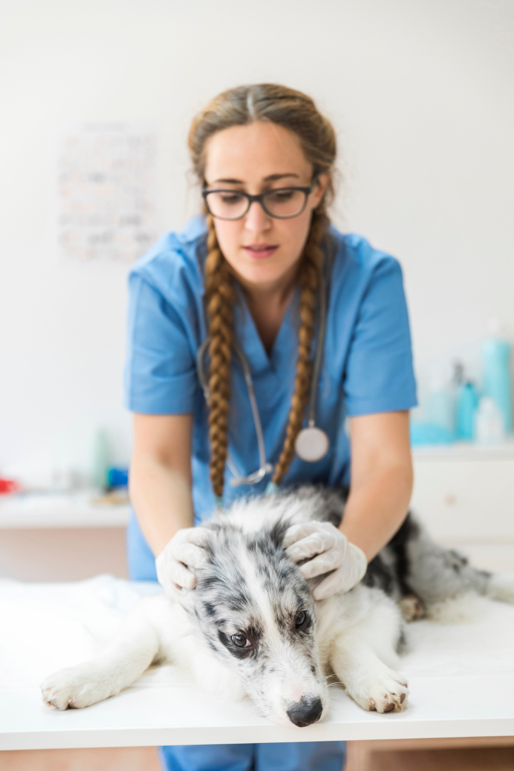 Cataract Surgery for Pets at Skillman Animal Clinic