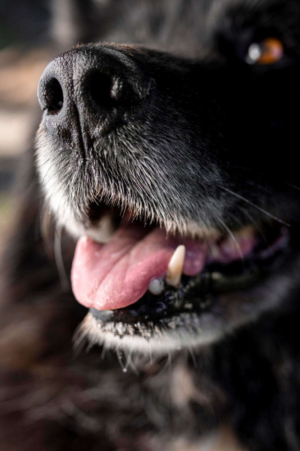 Laryngeal Paralysis Surgery for Pets at Skillman Animal Clinic