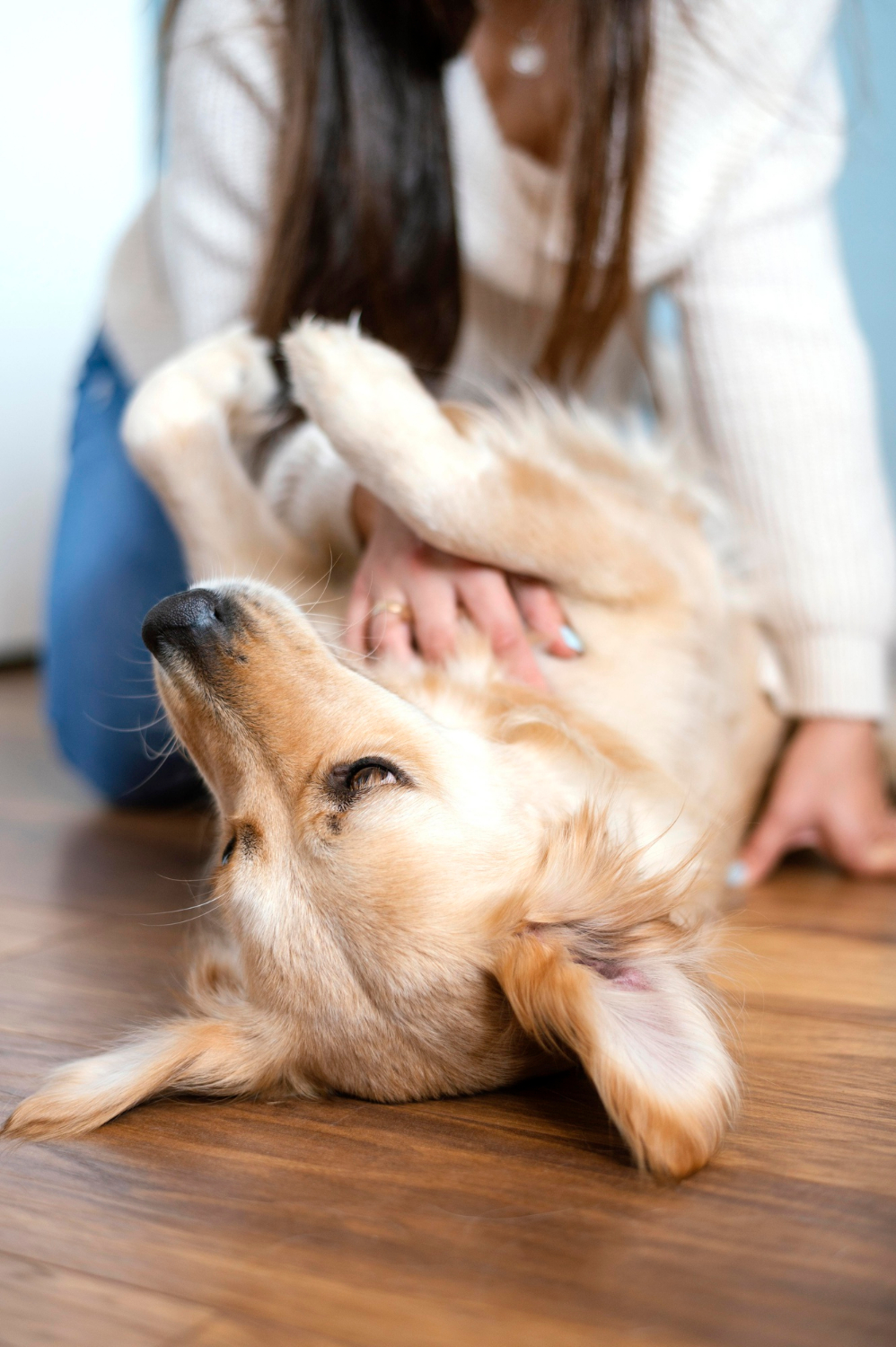 Fracture & Dislocation Surgery for Pets at Skillman Animal Clinic