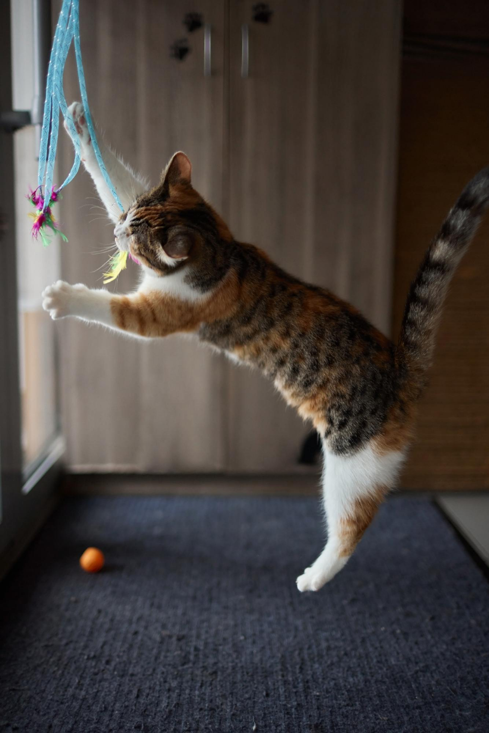 Perineal Urethrostomy for Cats at Skillman Animal Clinic