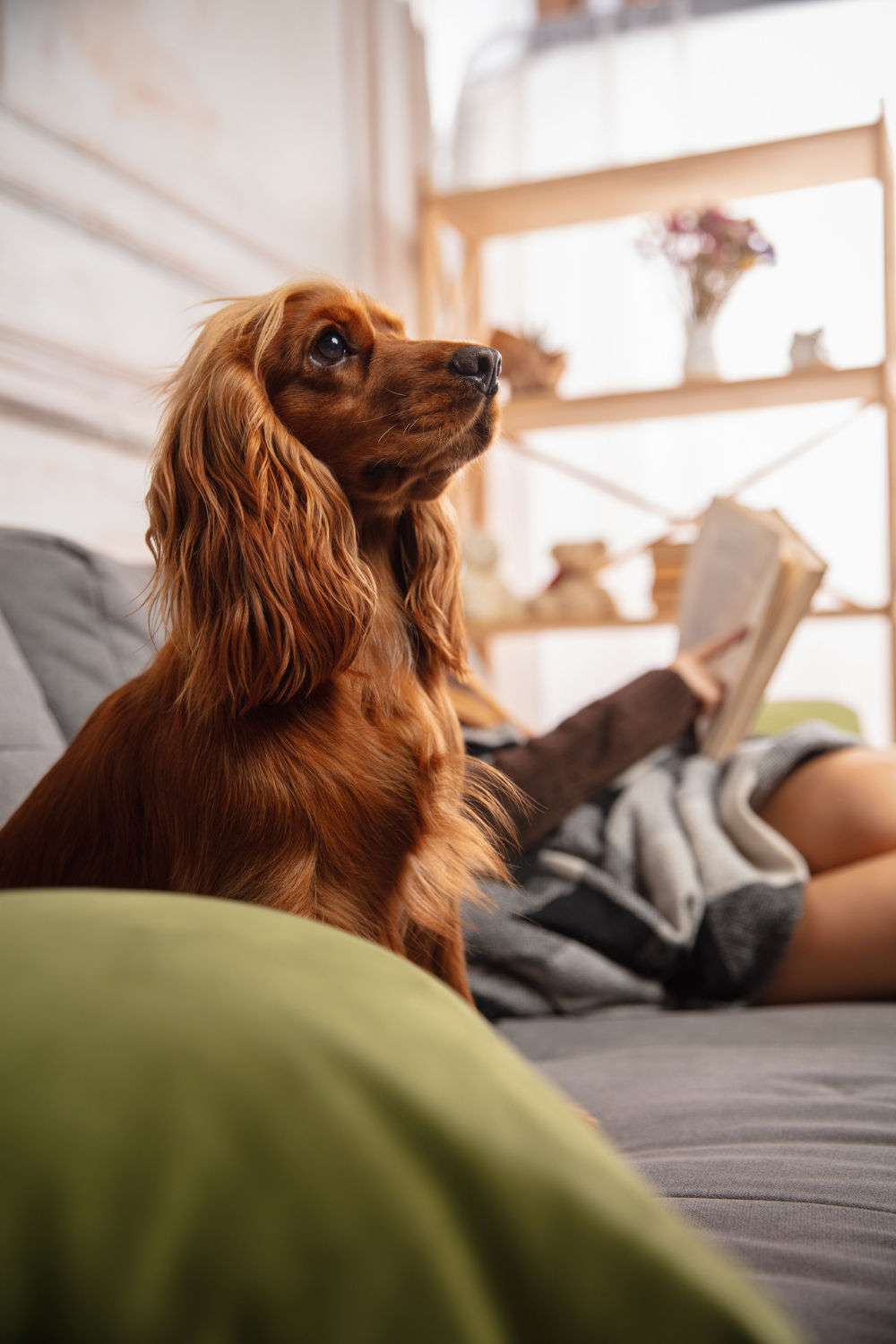 ACL Repair Surgery for Pets at Skillman Animal Clinic