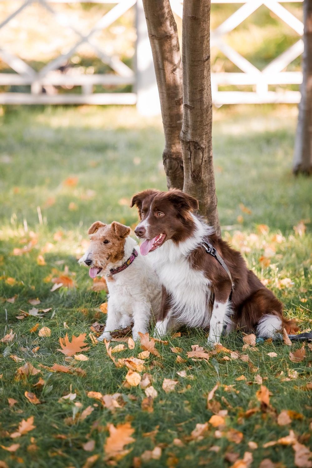 K-Laser Therapy for Pets at Skillman Animal Clinic