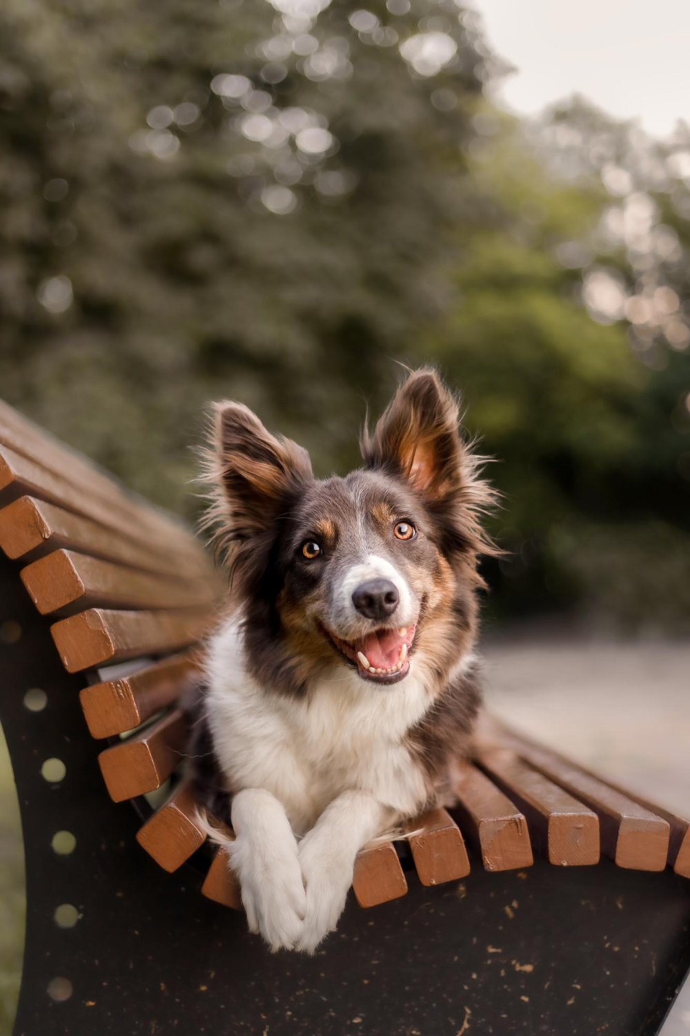 Pet Amputation Surgery at Skillman Animal Clinic