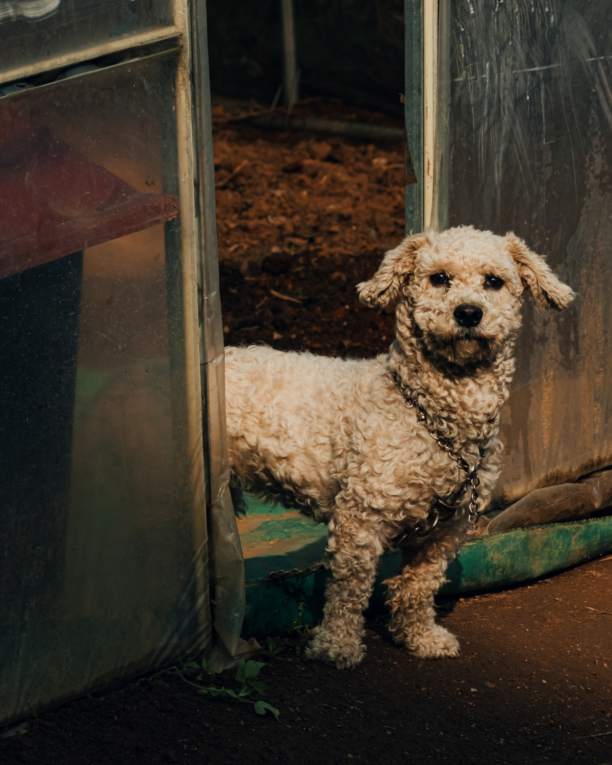 Geriatric Pet Care at Skillman Animal Clinic