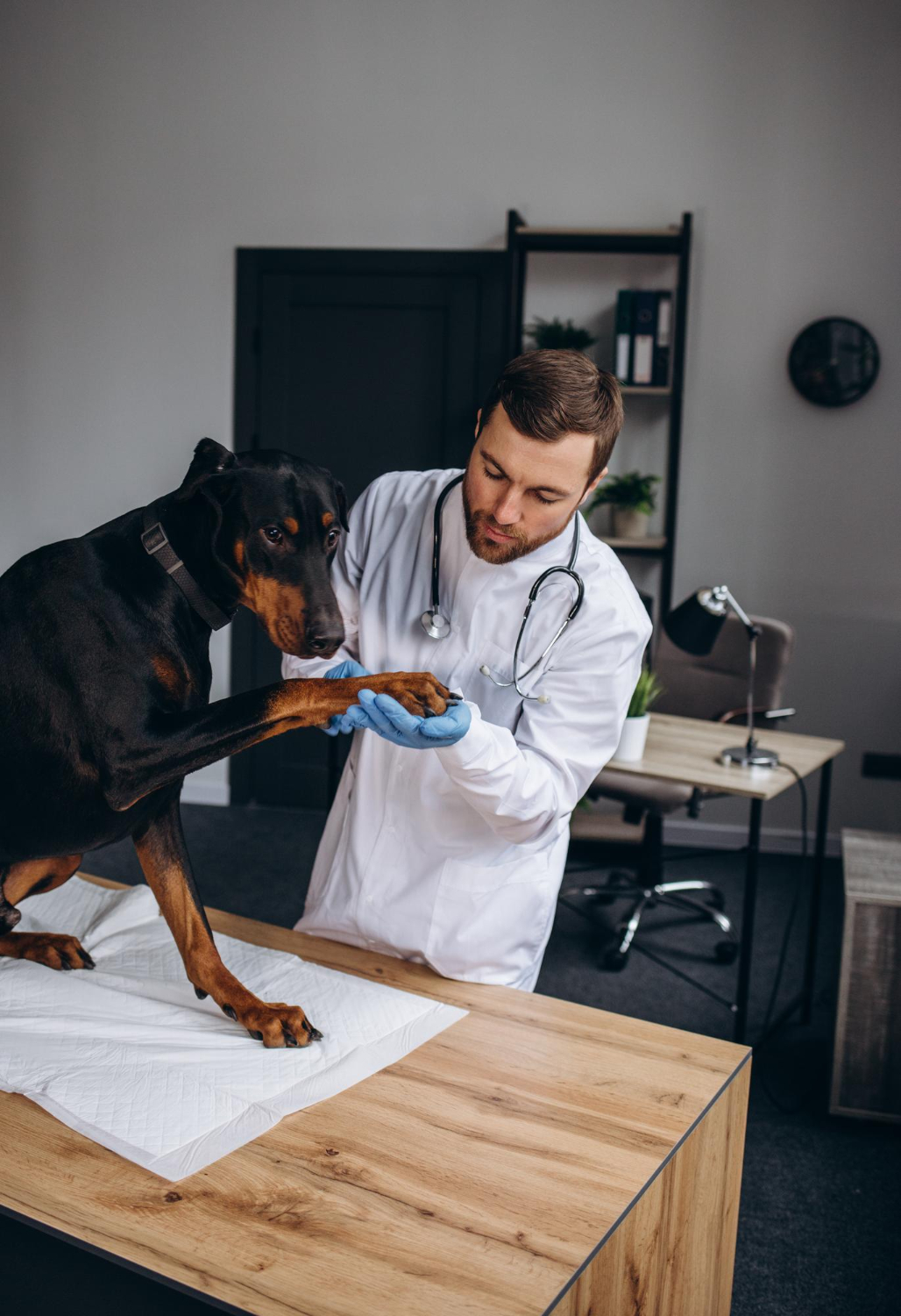 Internal Medicine Services at Skillman Animal Clinic